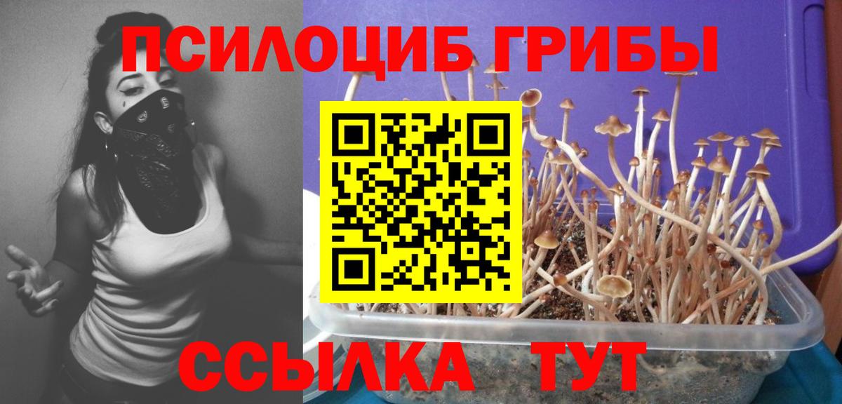 Псилоцибиновые грибы Psilocybine cubensis Сосновый Бор
